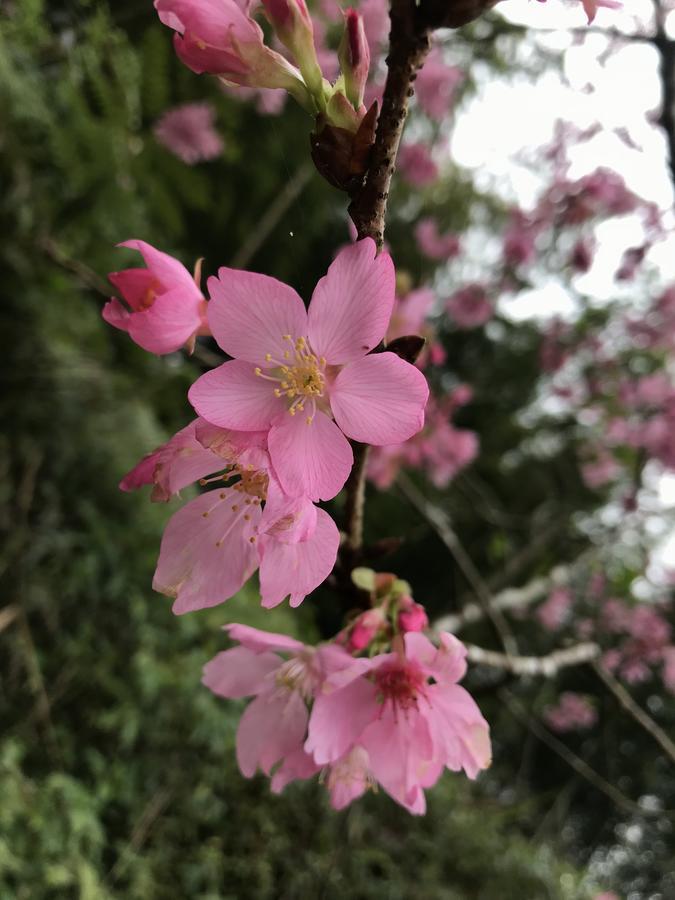 Zhu Yuan Homestay Fenchihu Buitenkant foto